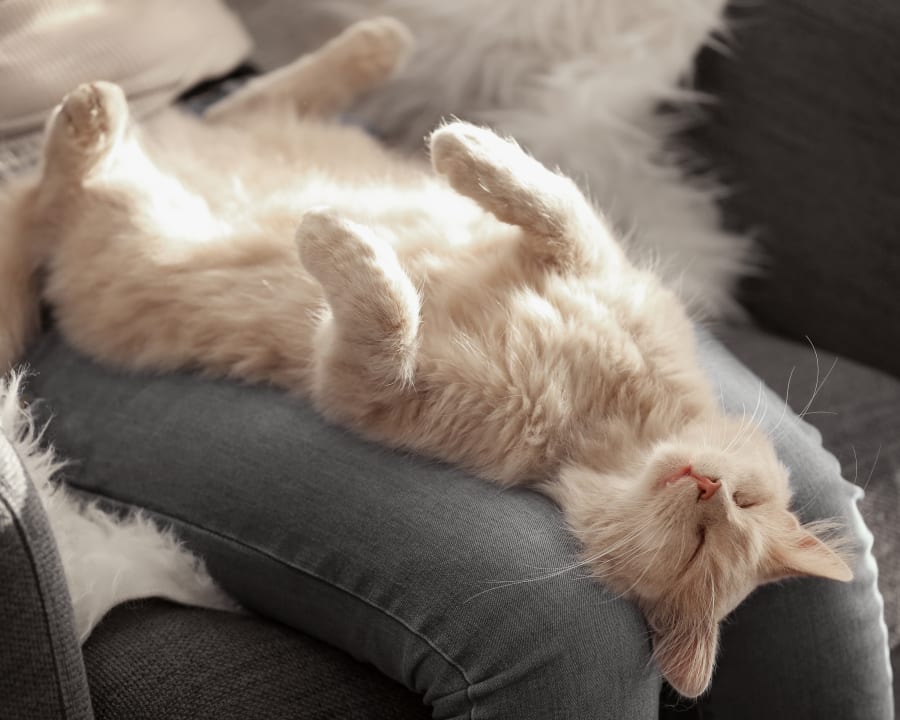 Cat & Dog Wellness Exams, Grande Prairie