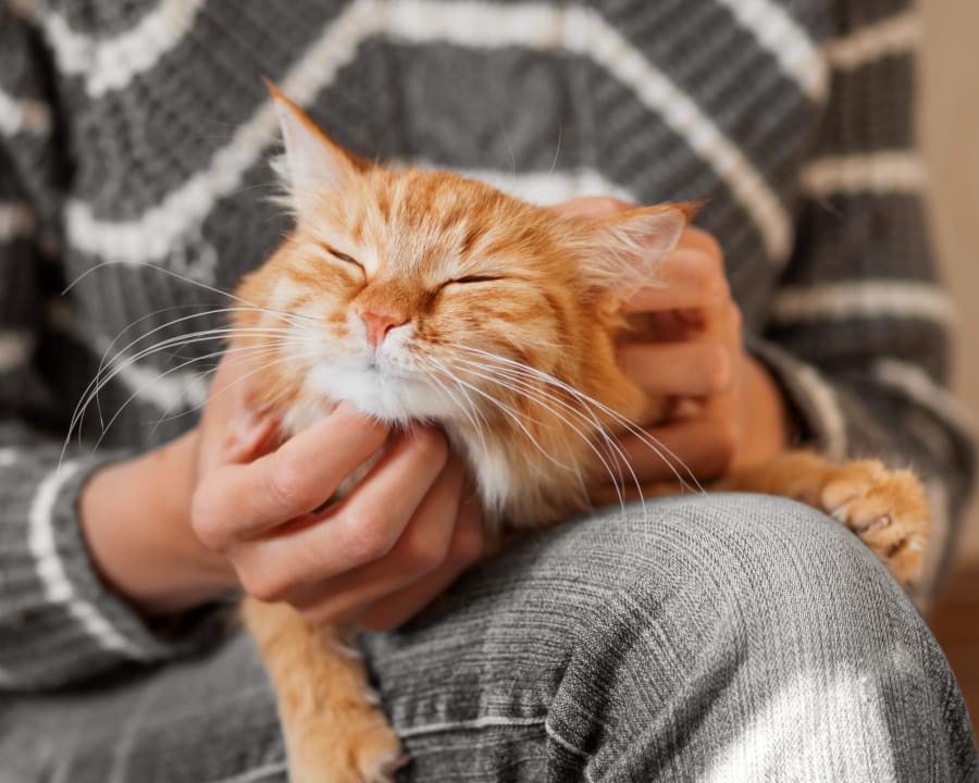 Internal Medicine for Cats & Dogs, Grande Prairie