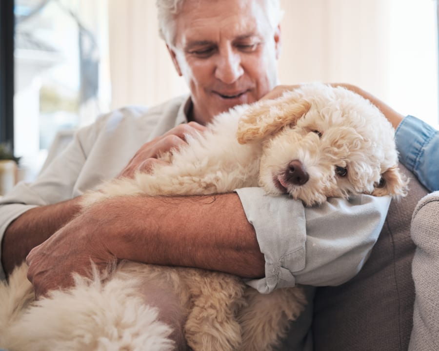 Cold Laser Therapy, Grande Prairie Veterinarians
