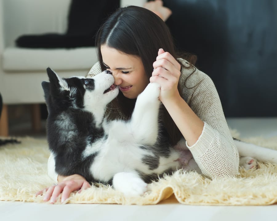 Puppies & Kittens, Grande Prairie Veterinarians