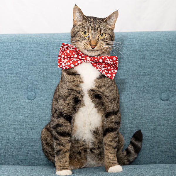 Percival, Animals First Clinic Office Pet